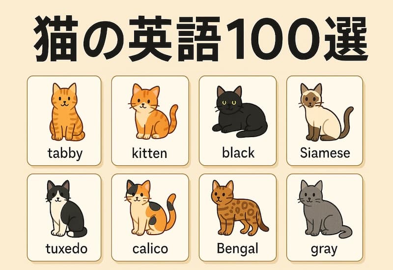 猫の英語100選|鳴き声・動作・種類・表現で学ぶかわいい英単語集