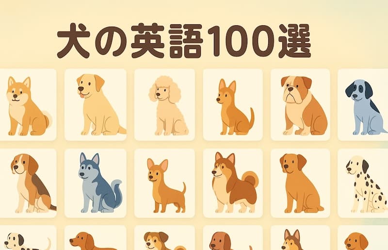 犬の英語100選|犬の種類・性格・鳴き声・表現までまるごと覚えよう!