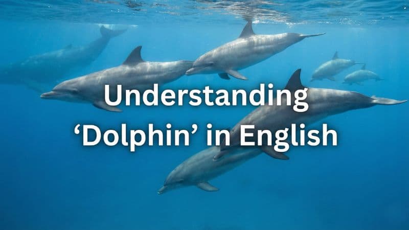 イルカは英語で?発音・複数形・シイラとの違いを解説