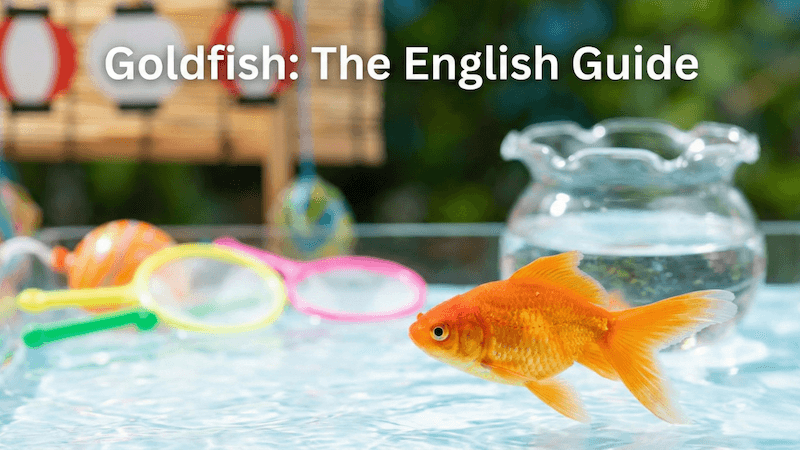 「金魚」の英語表現|発音・複数形・「金魚すくい」の説明まで