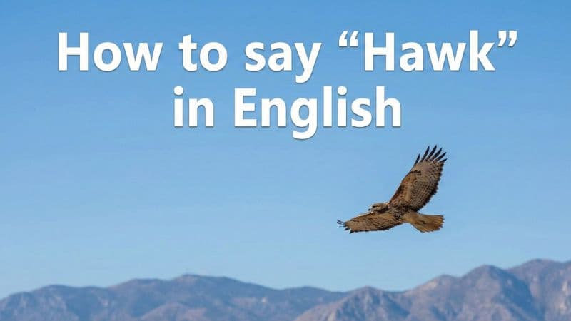 タカは英語で何?ワシとの違いや「能ある鷹は爪を隠す」の英語訳