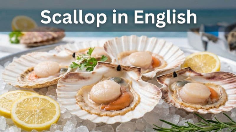 ホタテは英語で?発音や「貝柱」「ヒモ」の呼び方まで完全解説