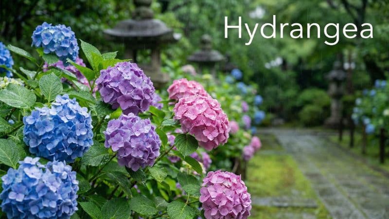 紫陽花(あじさい)は英語で?発音・花言葉や「梅雨」の英語まで
