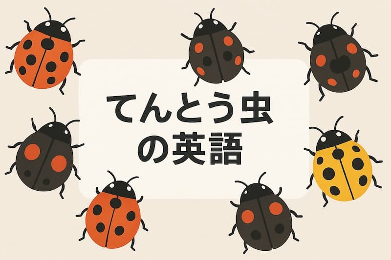 てんとう虫は英語で?英米での違い・意味・由来を解説