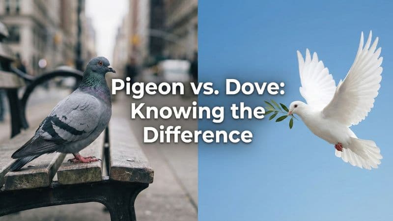 鳩は英語で?ネイティブが使い分ける決定的なイメージの違い