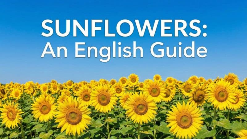 ひまわりは英語で?種や花言葉、ゴッホにまつわる表現も解説