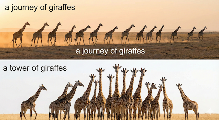 Two-panel image showing giraffe collective nouns. JP: キリンの集合名詞を示す2パネル画像。