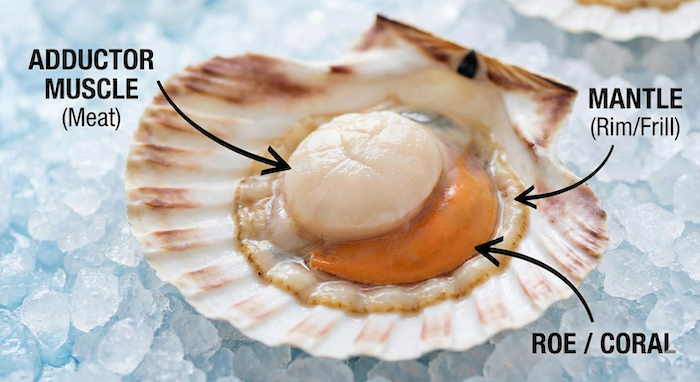 Diagram showing scallop parts: muscle, mantle, roe. (ホタテの部位を示す図:貝柱、ヒモ、卵)