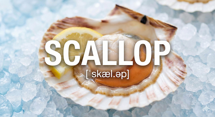 Fresh scallop on ice with text "SCALLOP". (氷の上の新鮮なホタテと「SCALLOP」の文字)