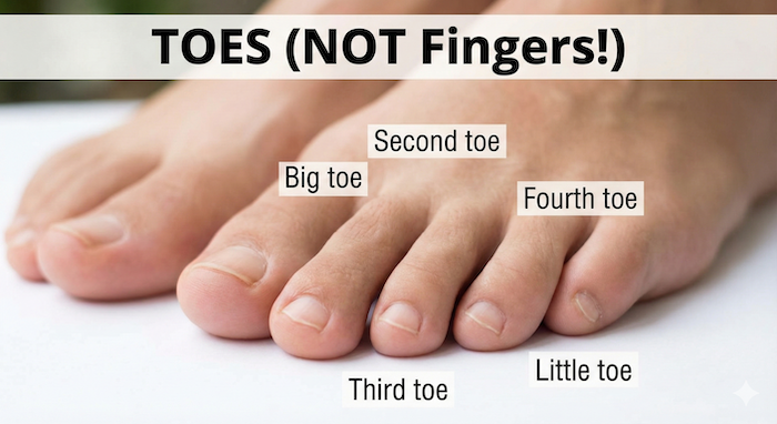 Photograph with labeled toes. / 足の指の名前付き写真。
