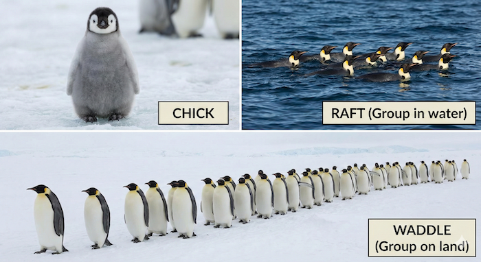 Penguin collage: chick, raft, waddle / ペンギンのコラージュ:ヒナ、水中の群れ、陸上の群れ